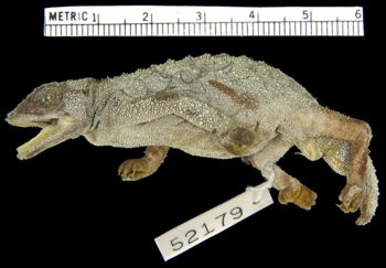 Media type: image; Herpetology R-52179